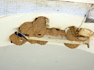 Western House-Martin - eBird