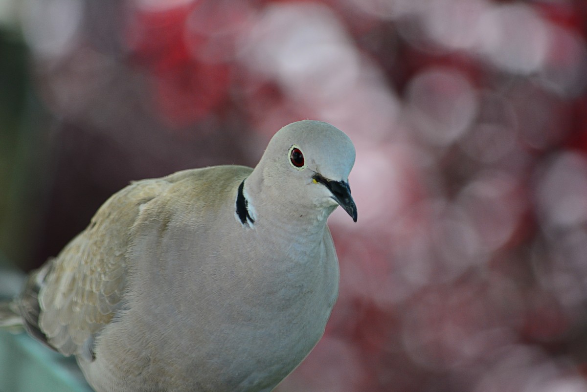 Eurasian Collared-Dove - Paulo Narciso