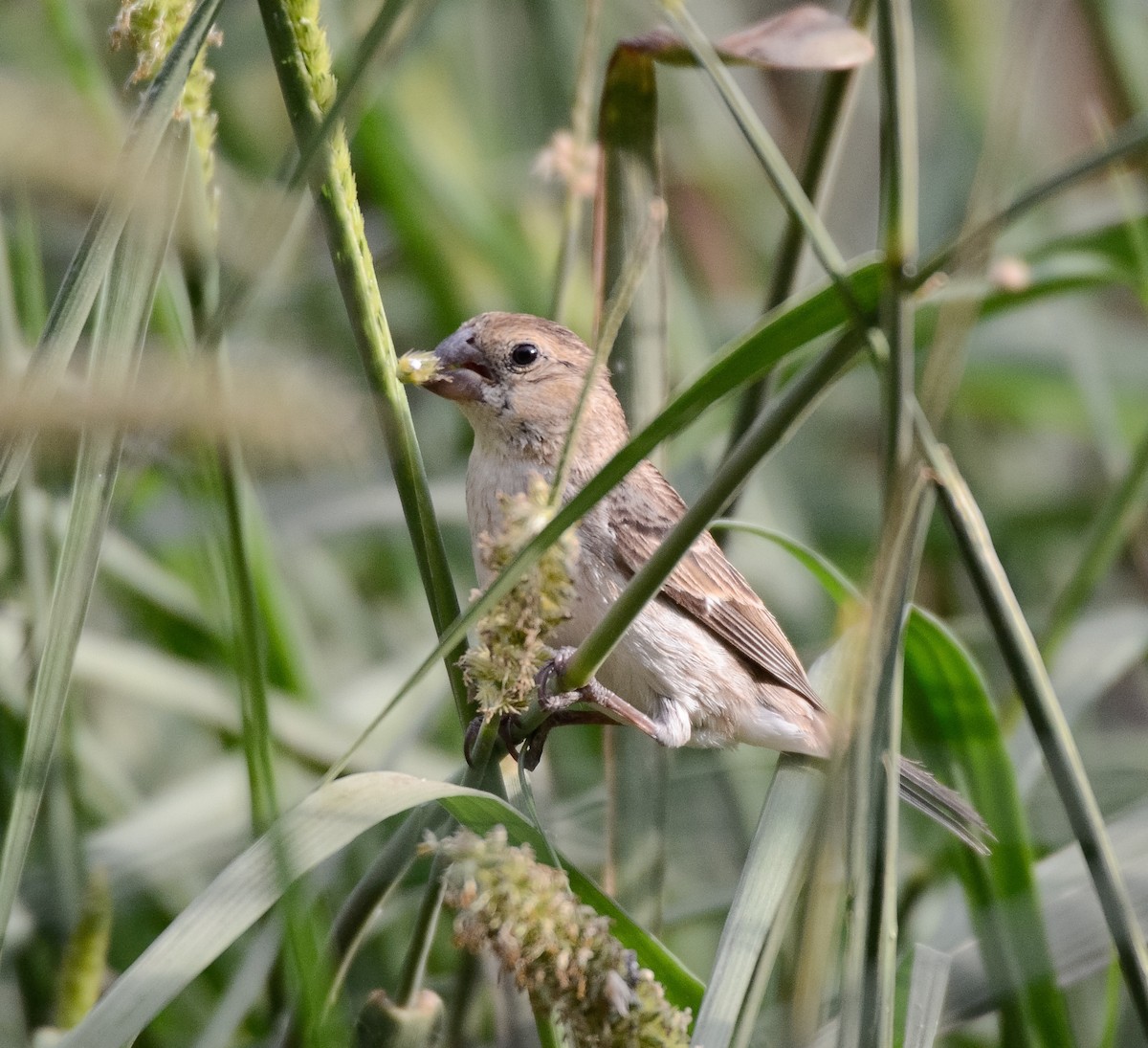 Chestnut-throated Seedeater - ML44941431