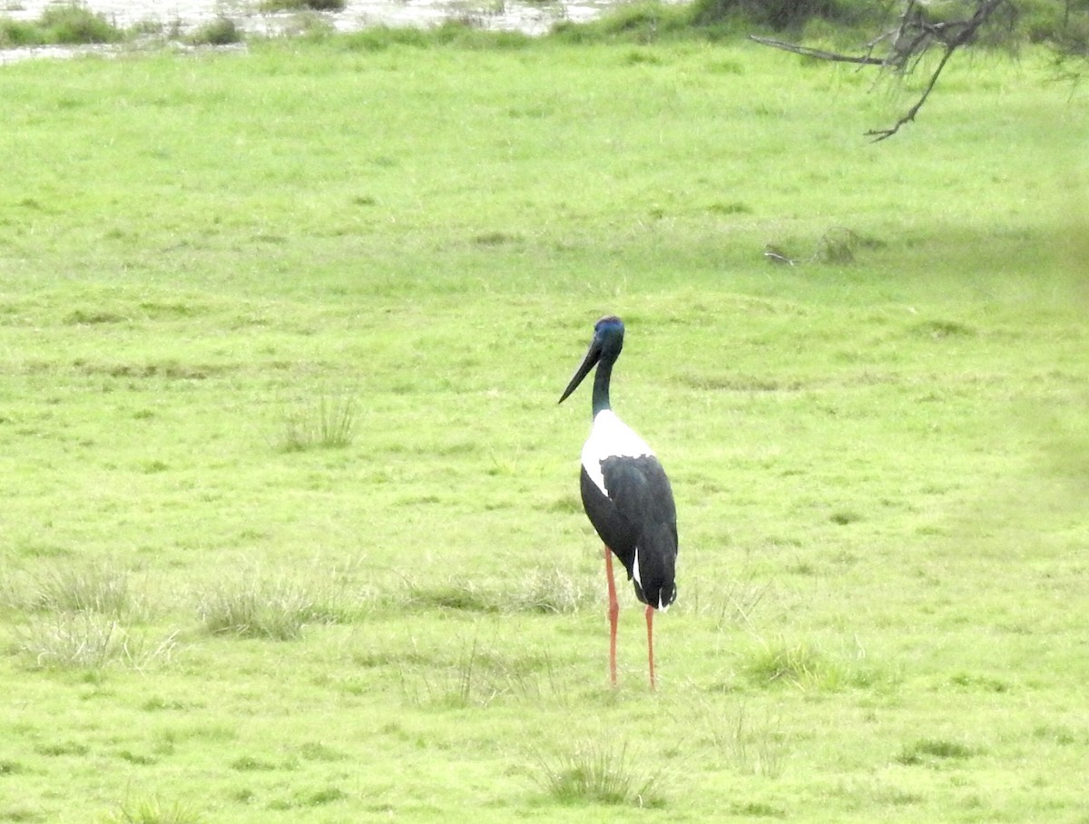 Black-necked Stork - ML449415711