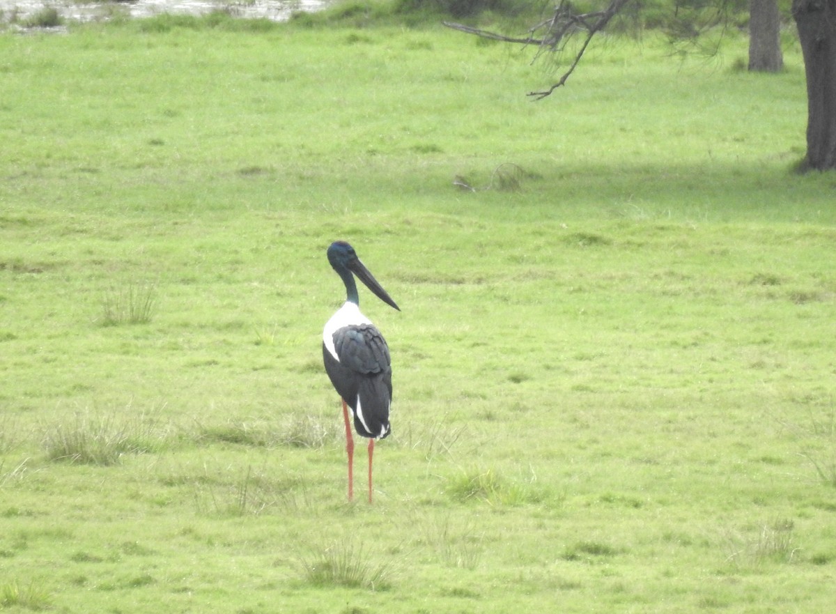 Black-necked Stork - ML449415721