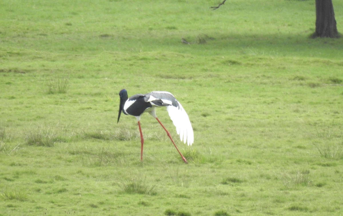 Black-necked Stork - ML449415731