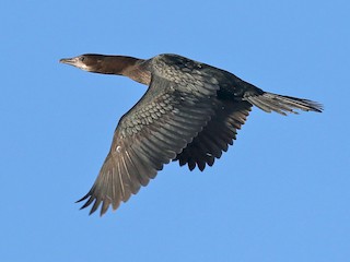 นกเต็มวัยชุดขนนอกฤดูผสมพันธุ์ - Katarina Paunovic - ML44941601