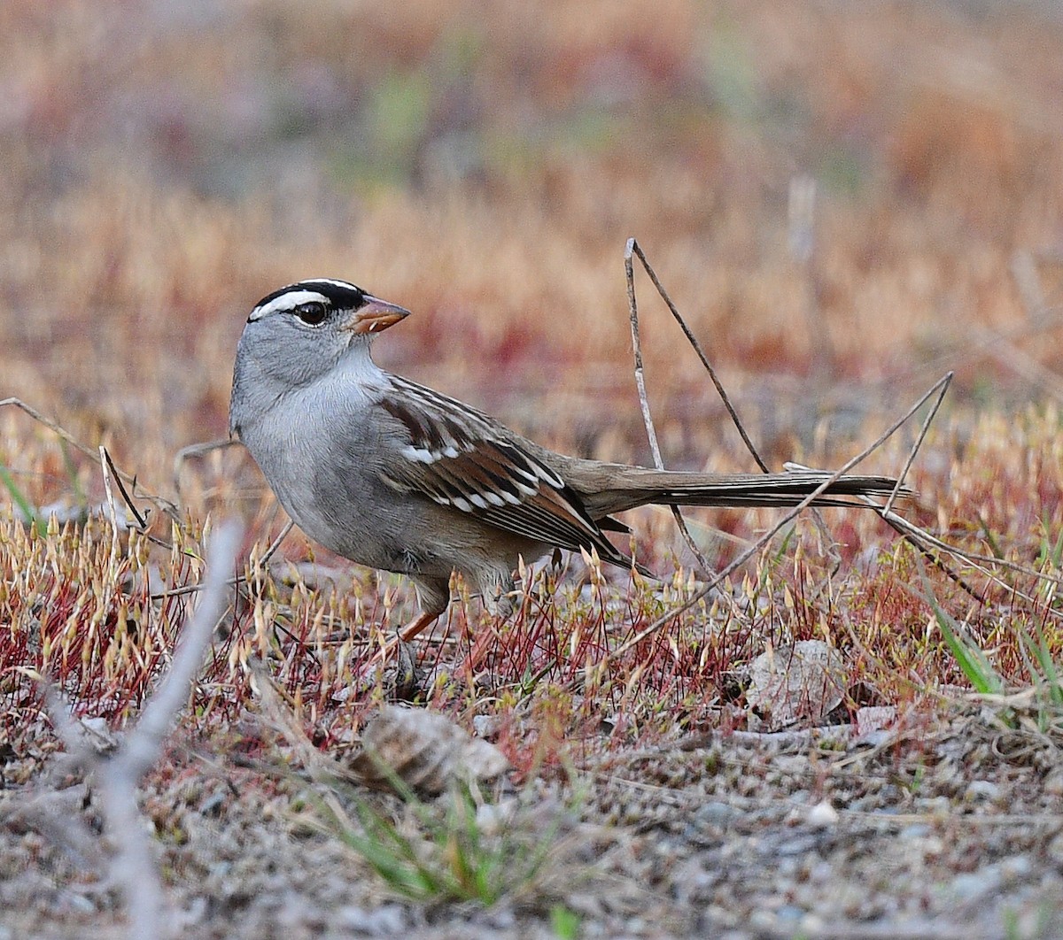 White-crowned Sparrow - ML449420331