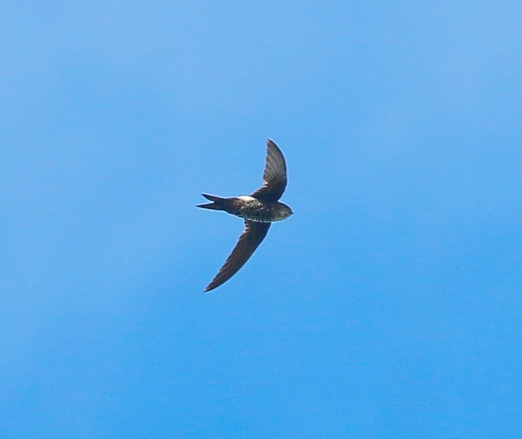 Pacific Swift - Neoh Hor Kee