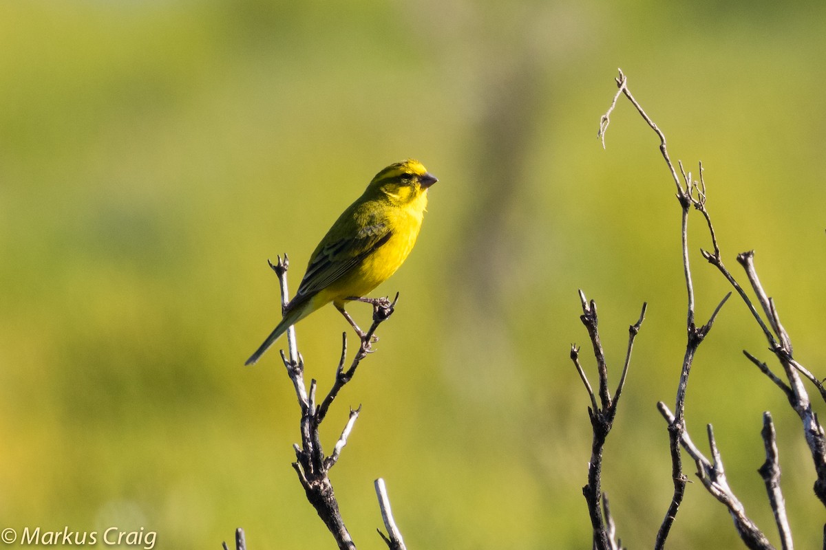 Yellow Canary - ML44942111
