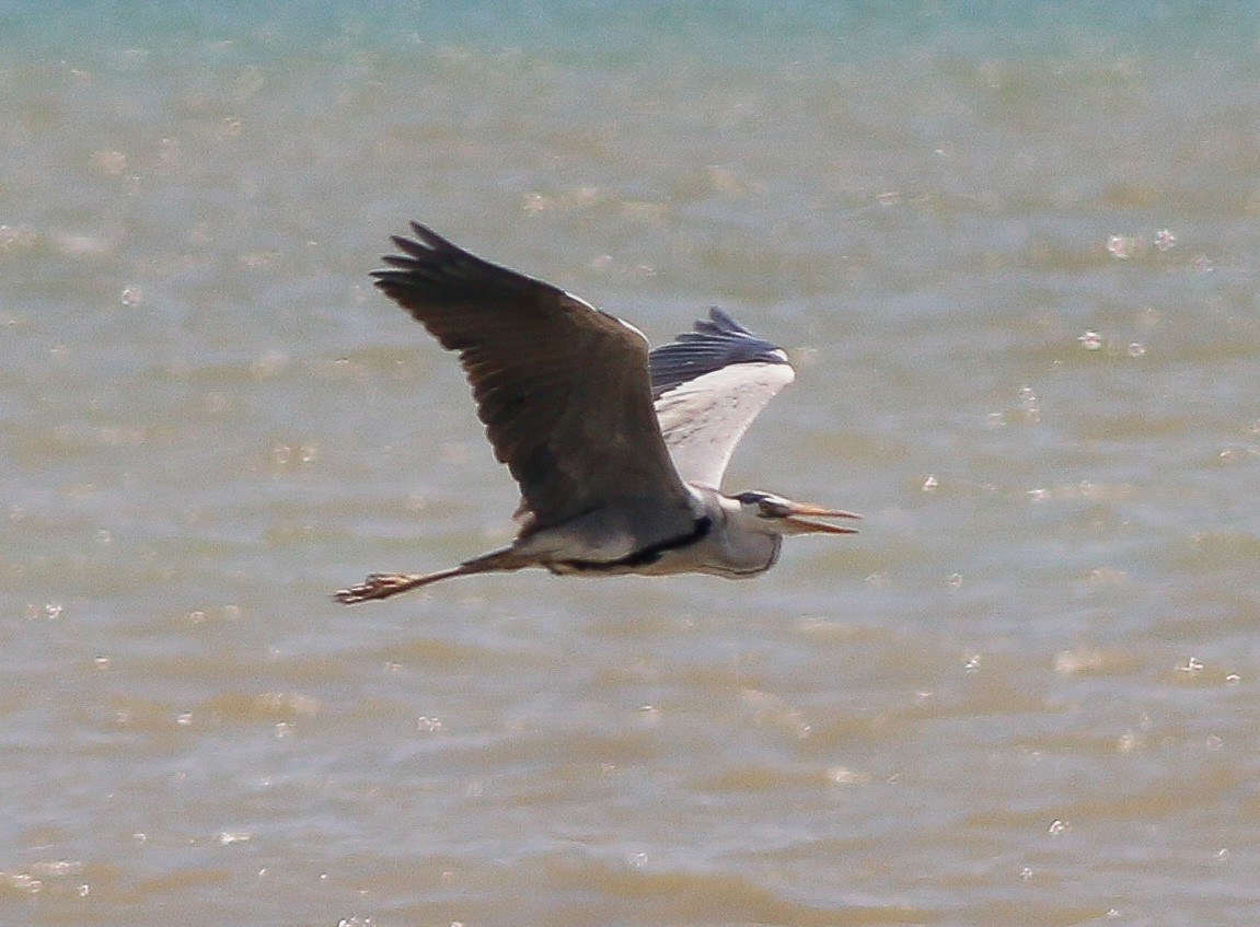 Gray Heron - Neoh Hor Kee