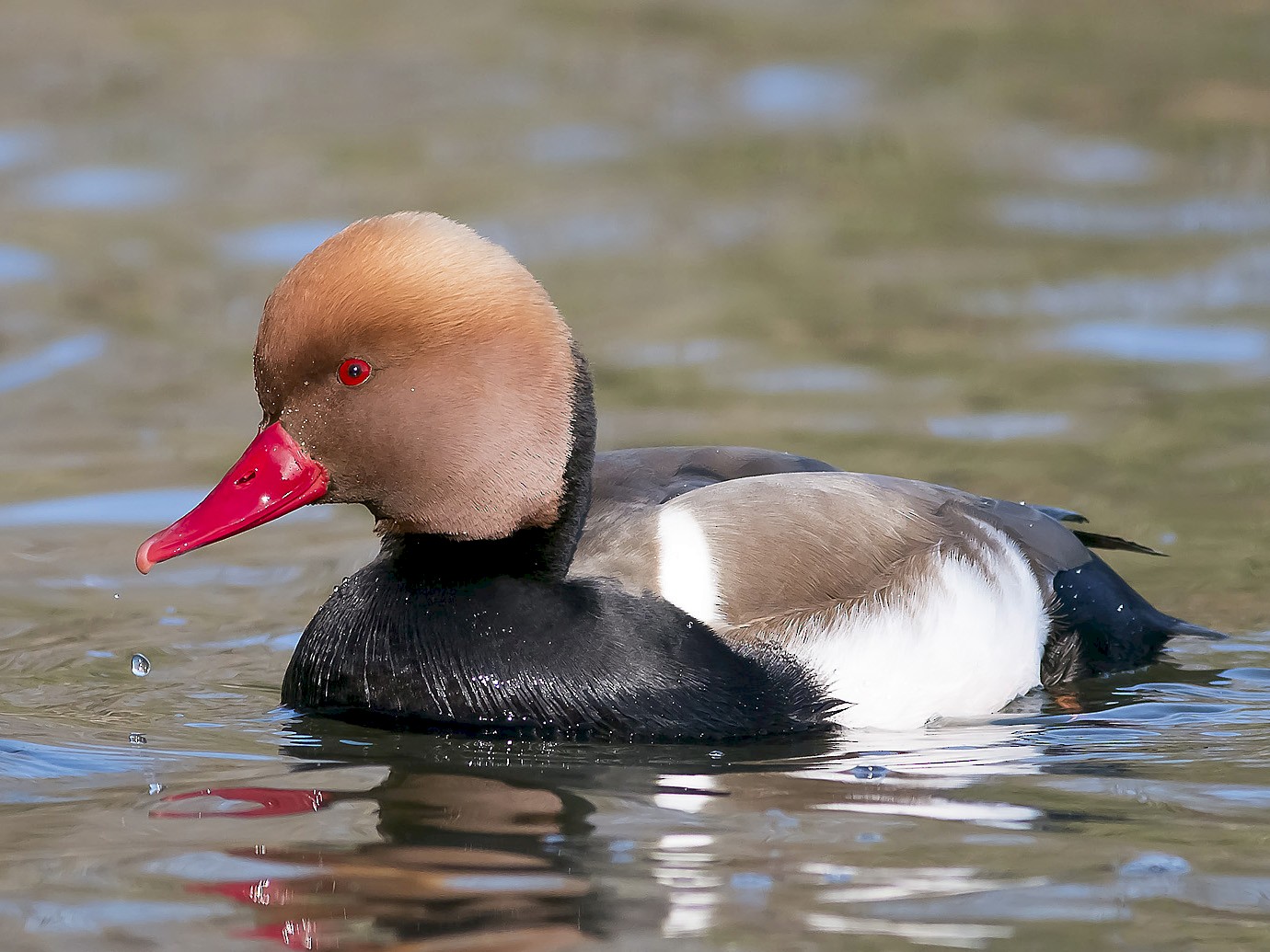 Red-crested Pochard - Ruud Visser