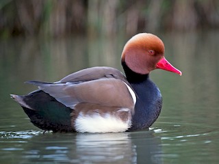  - Red-crested Pochard