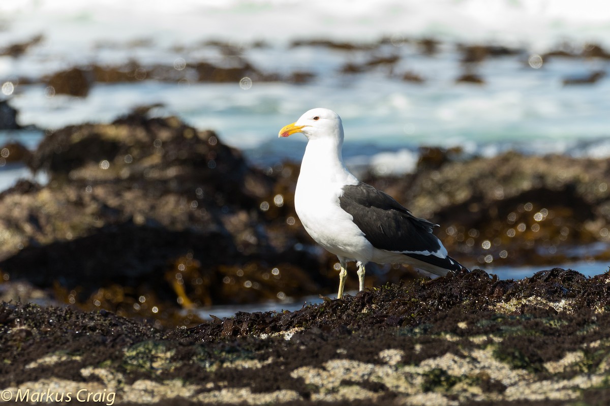 Kelp Gull (vetula) - ML44942631