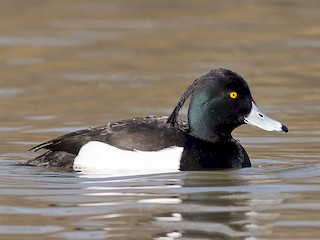  - Tufted Duck