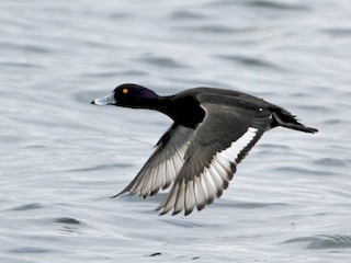  - Tufted Duck