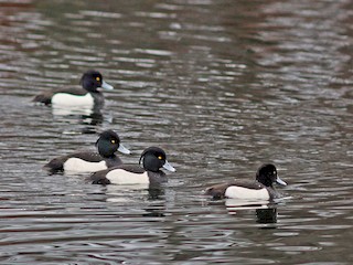  - Tufted Duck