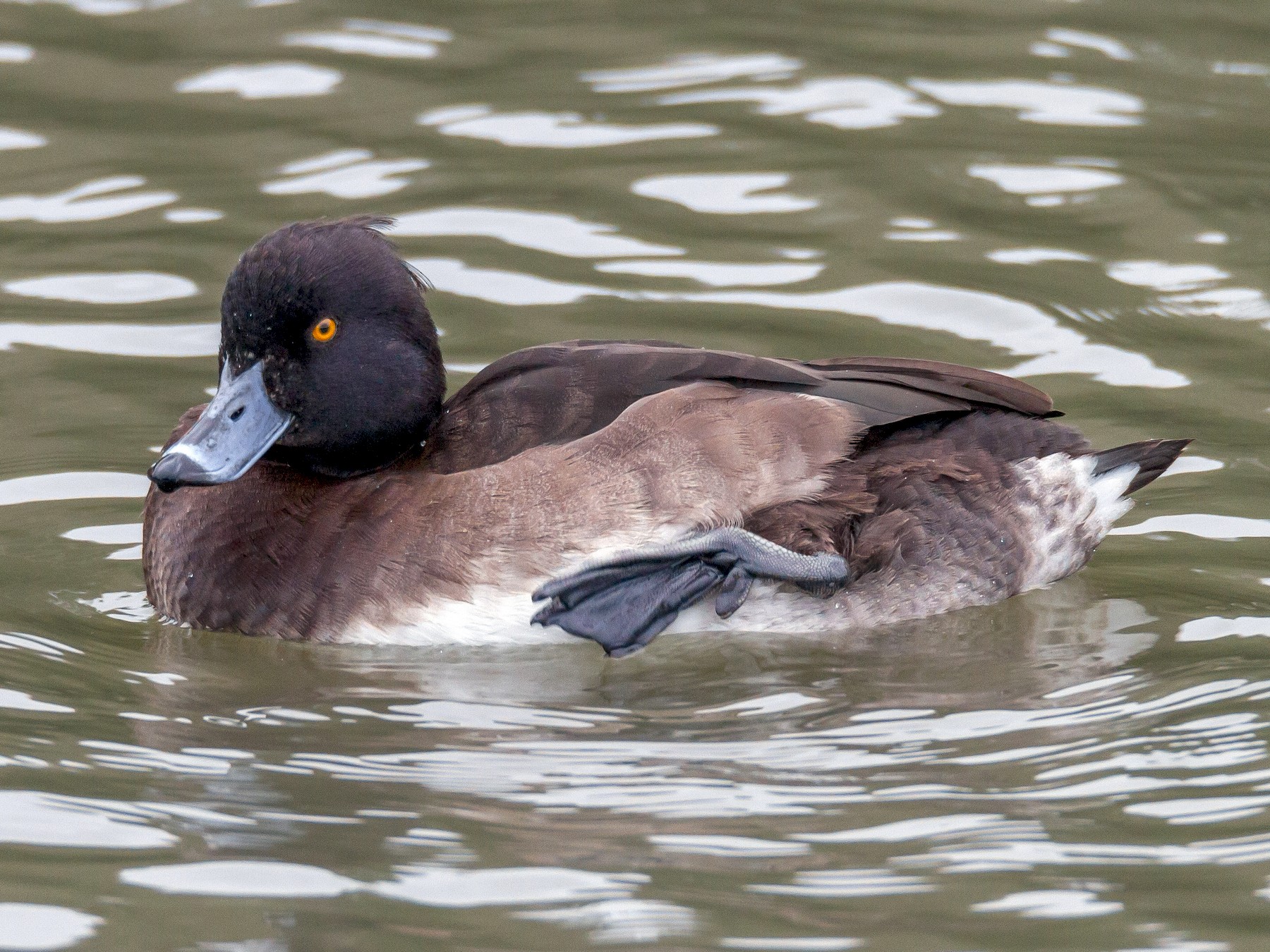 Tufted Duck - Terry Woodward