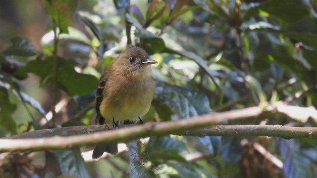 Ochraceous Pewee - ML449429771