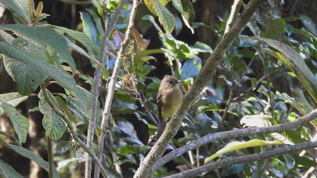 Ochraceous Pewee - ML449430141