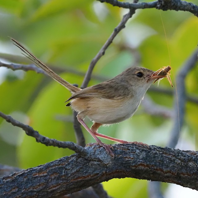 Female with cricket. - Red-backed Fairywren - 