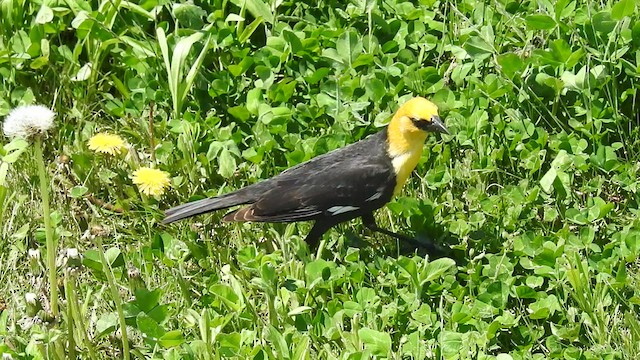 Yellow-headed Blackbird - ML449435971