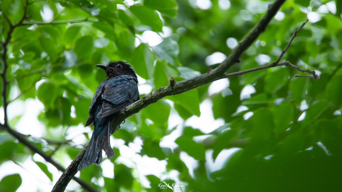 Square-tailed Drongo-Cuckoo - ML449436531