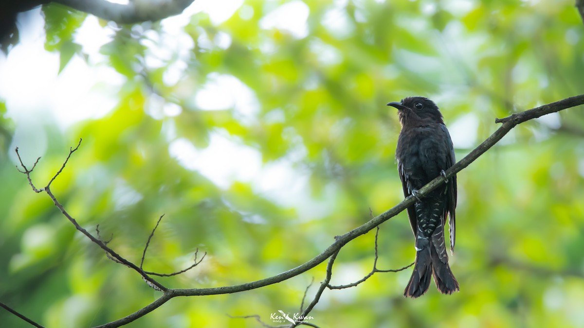 Square-tailed Drongo-Cuckoo - ML449436661