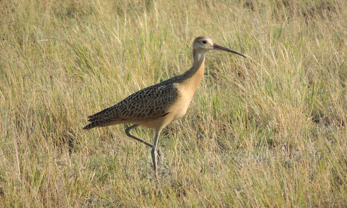 Long-billed Curlew - ML44943931