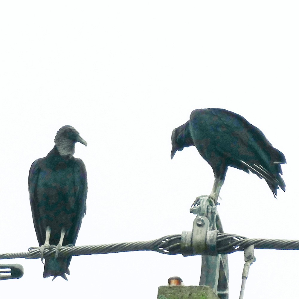 Black Vulture - ML449442451