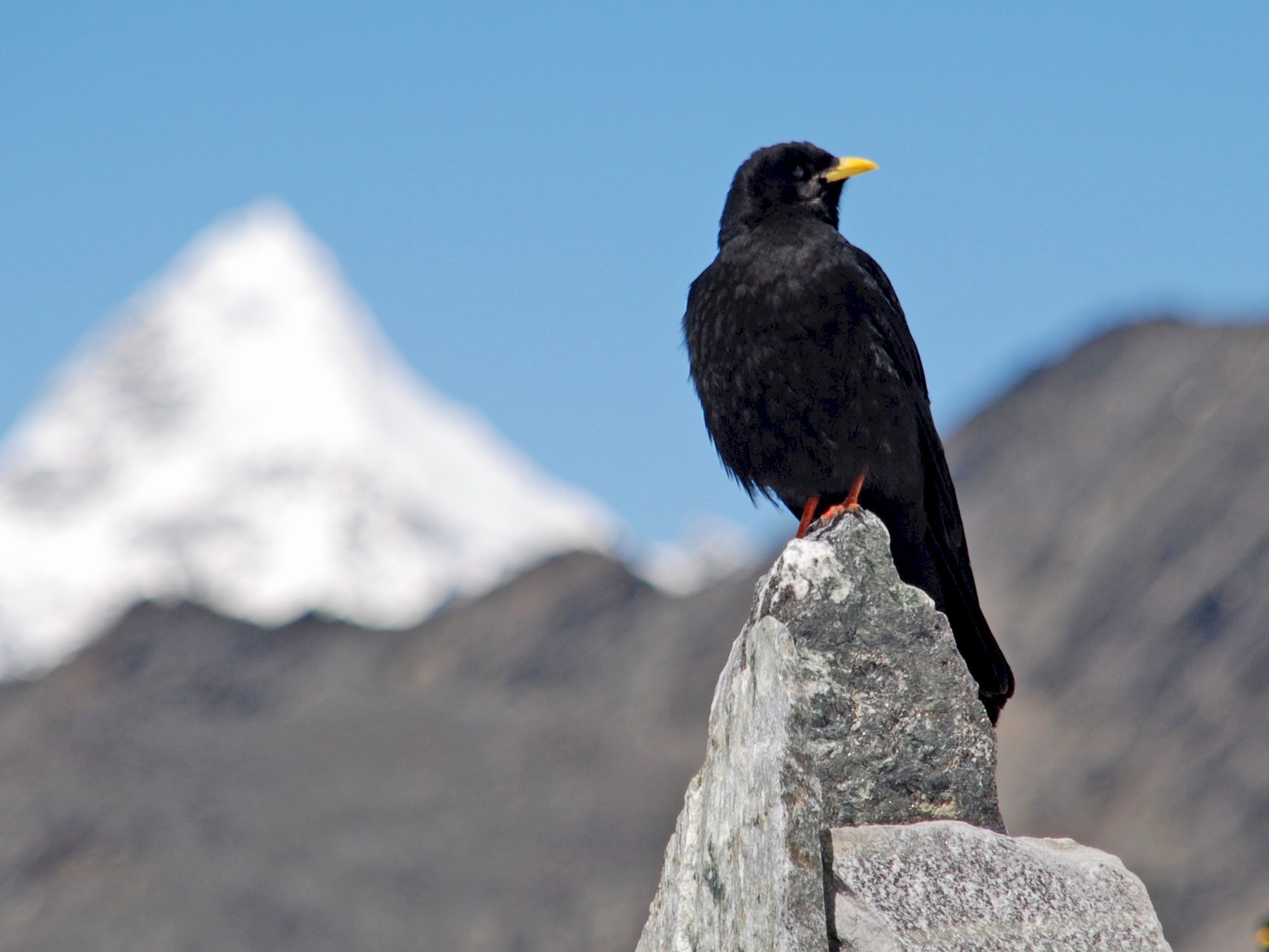 Yellow-billed Chough - Tim Holland