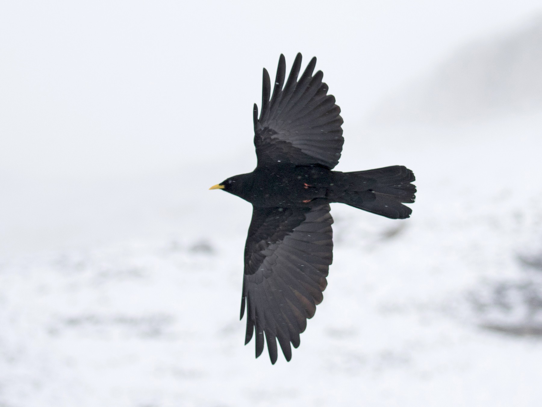 Yellow-billed Chough - Jonathan Guillot