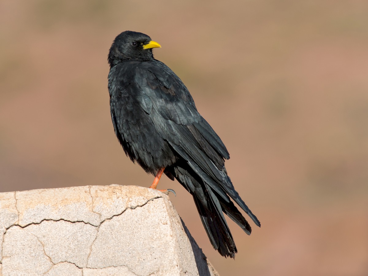Yellow-billed Chough - Pyrrhocorax graculus - Birds of the World