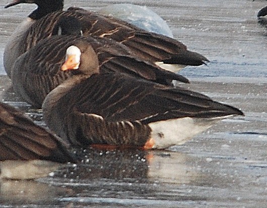 Greater White-fronted Goose - ML44944401
