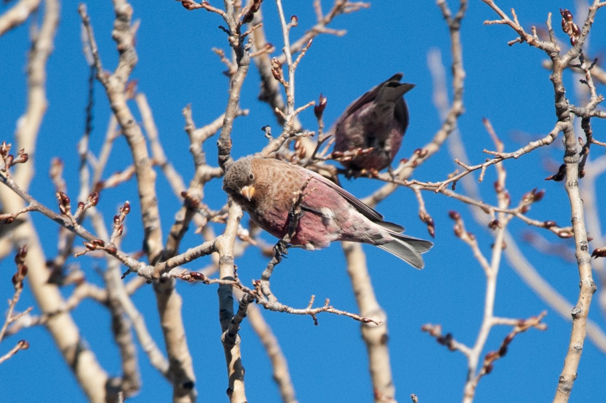 Brown-capped Rosy-Finch - ML44944541