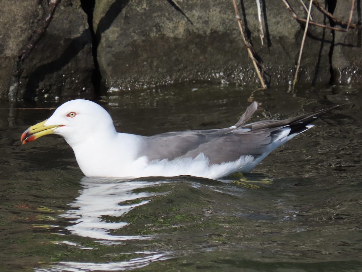 Black-tailed Gull - Anonymous