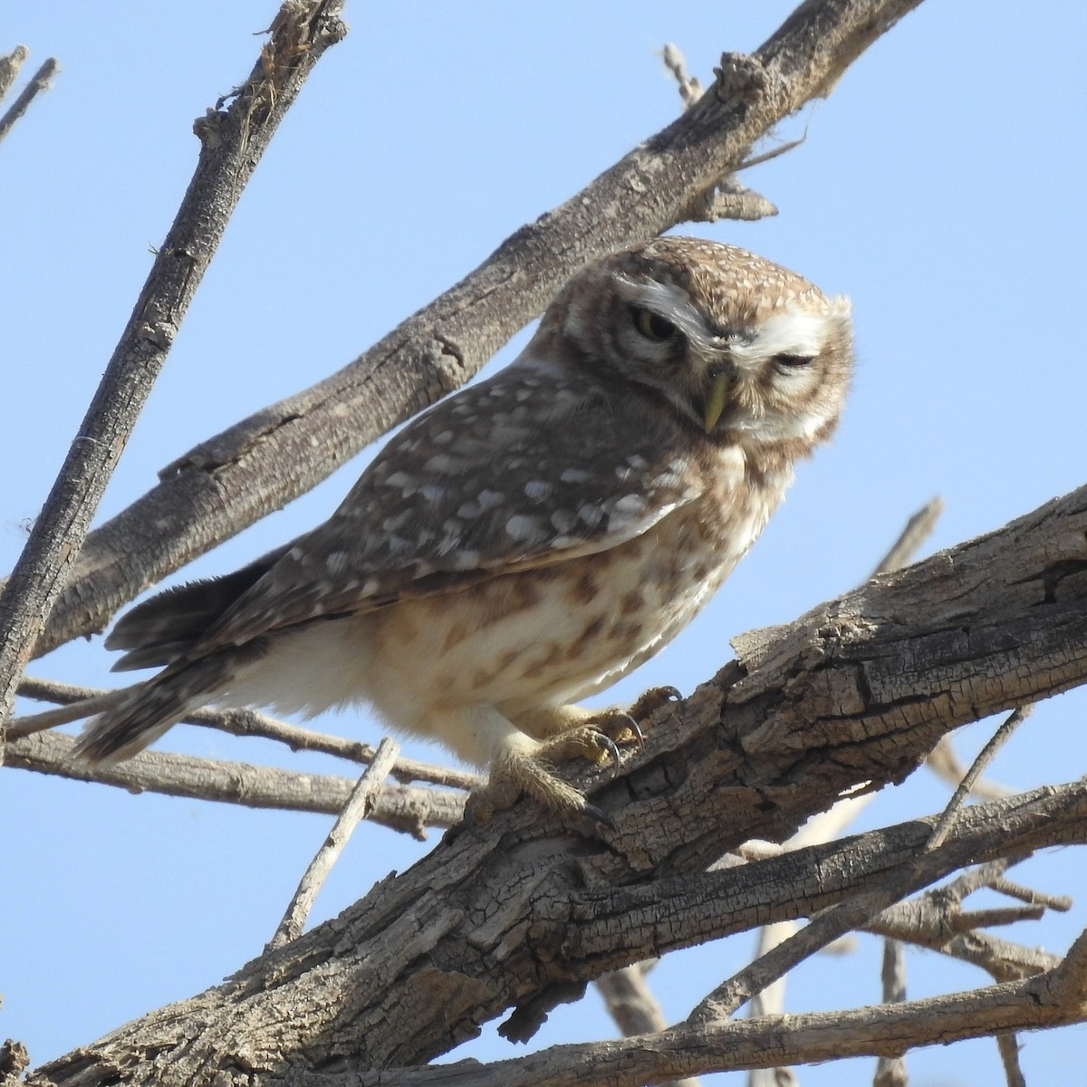 Spotted Owlet - Keramat Hafezi