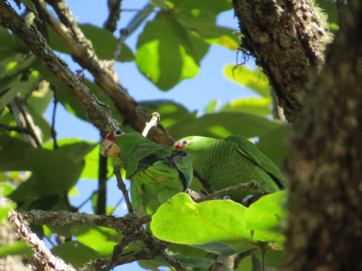 White-fronted Parrot - ML449445791