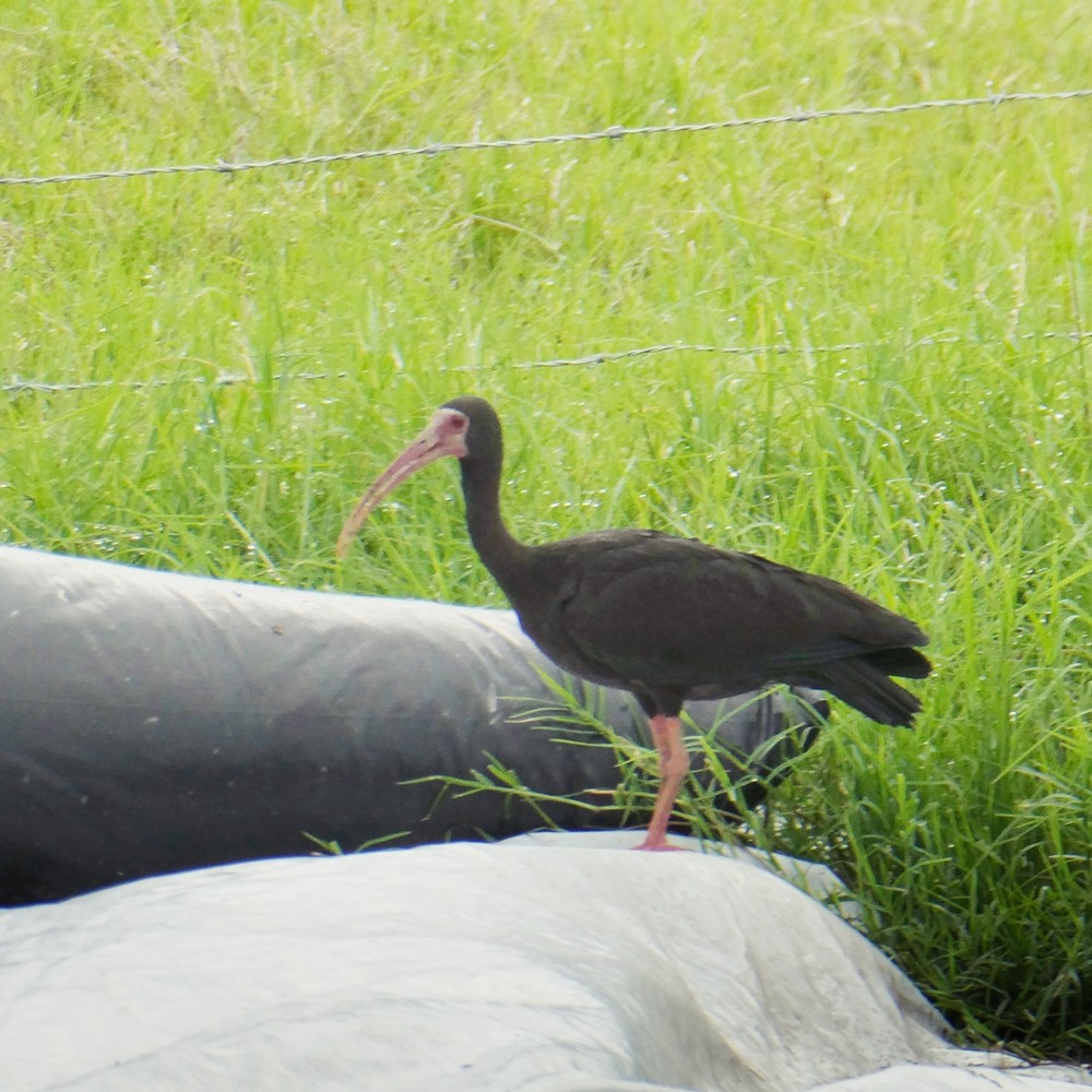 ibis tmavý - ML449451481