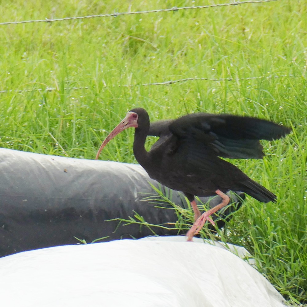 ibis tmavý - ML449451691