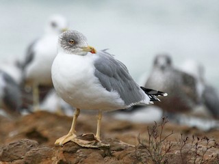 นกเต็มวัยชุดขนนอกฤดูผสมพันธุ์ - António Gonçalves - ML44945211