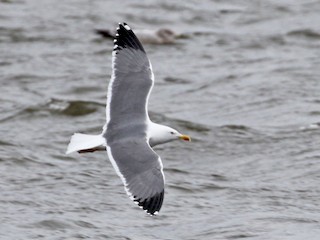 キアシセグロカモメ - eBird