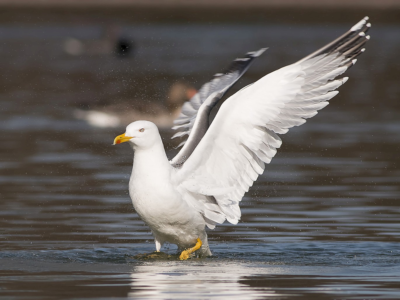 Yellow-legged Gull - Ruud Visser