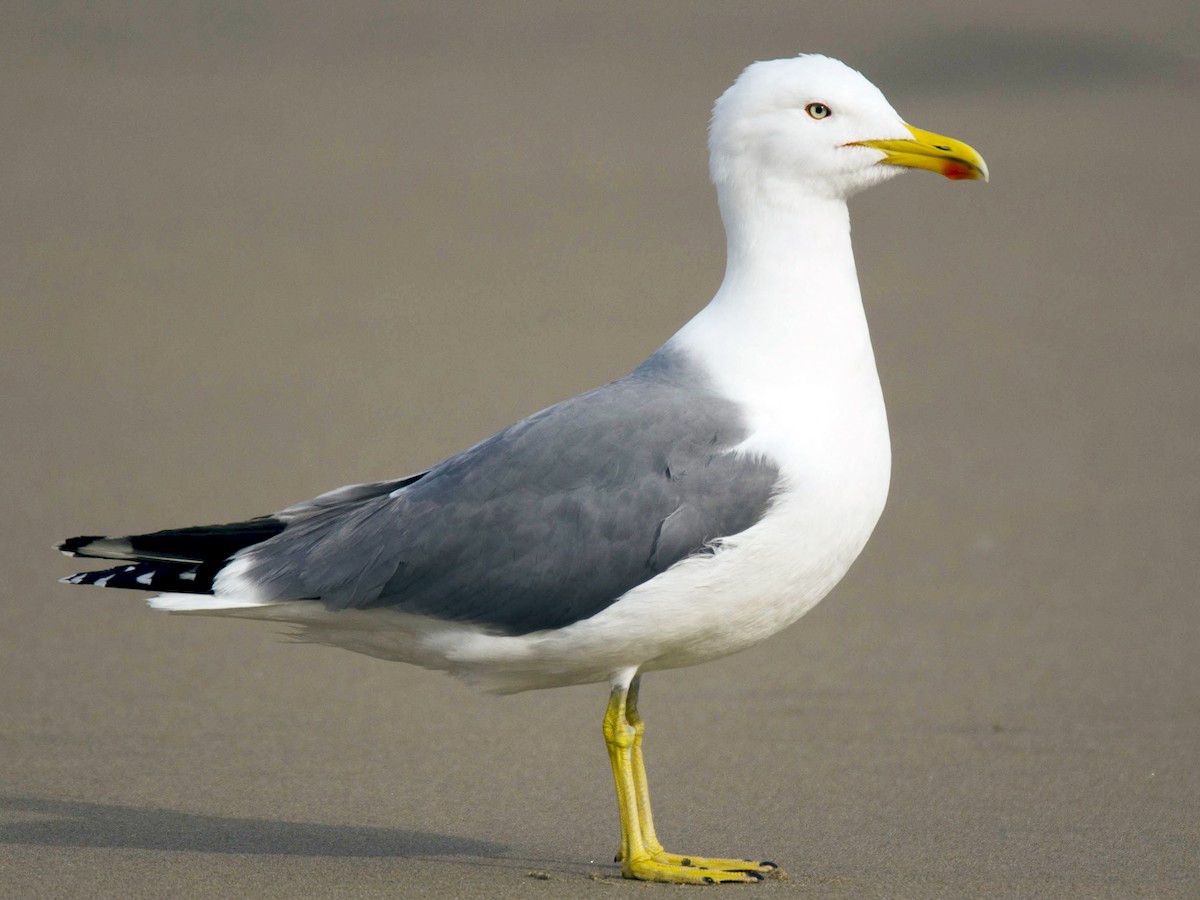 Yellow-legged Gull - Larus michahellis - Birds of the World