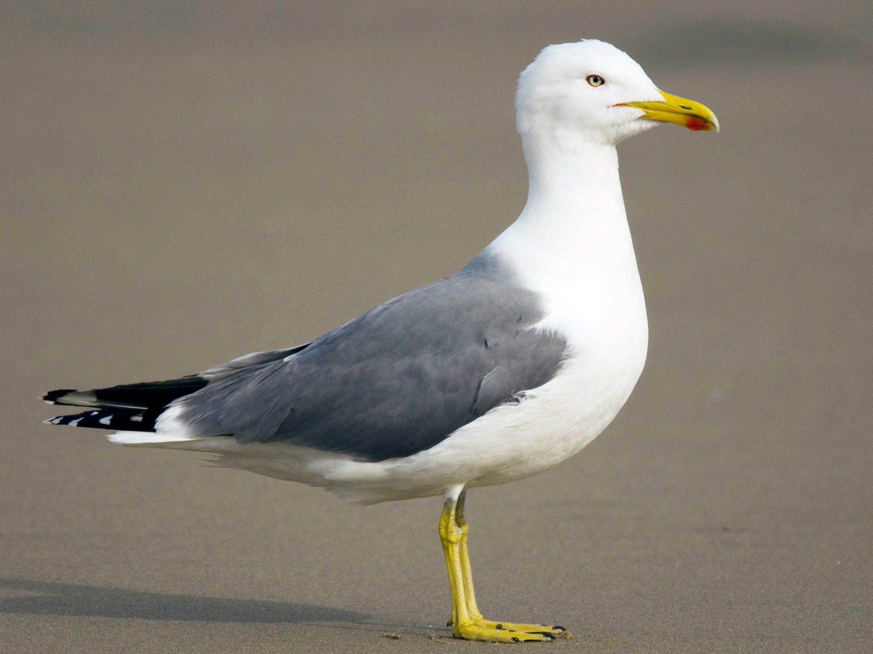 Yellow-legged Gull - José Marques