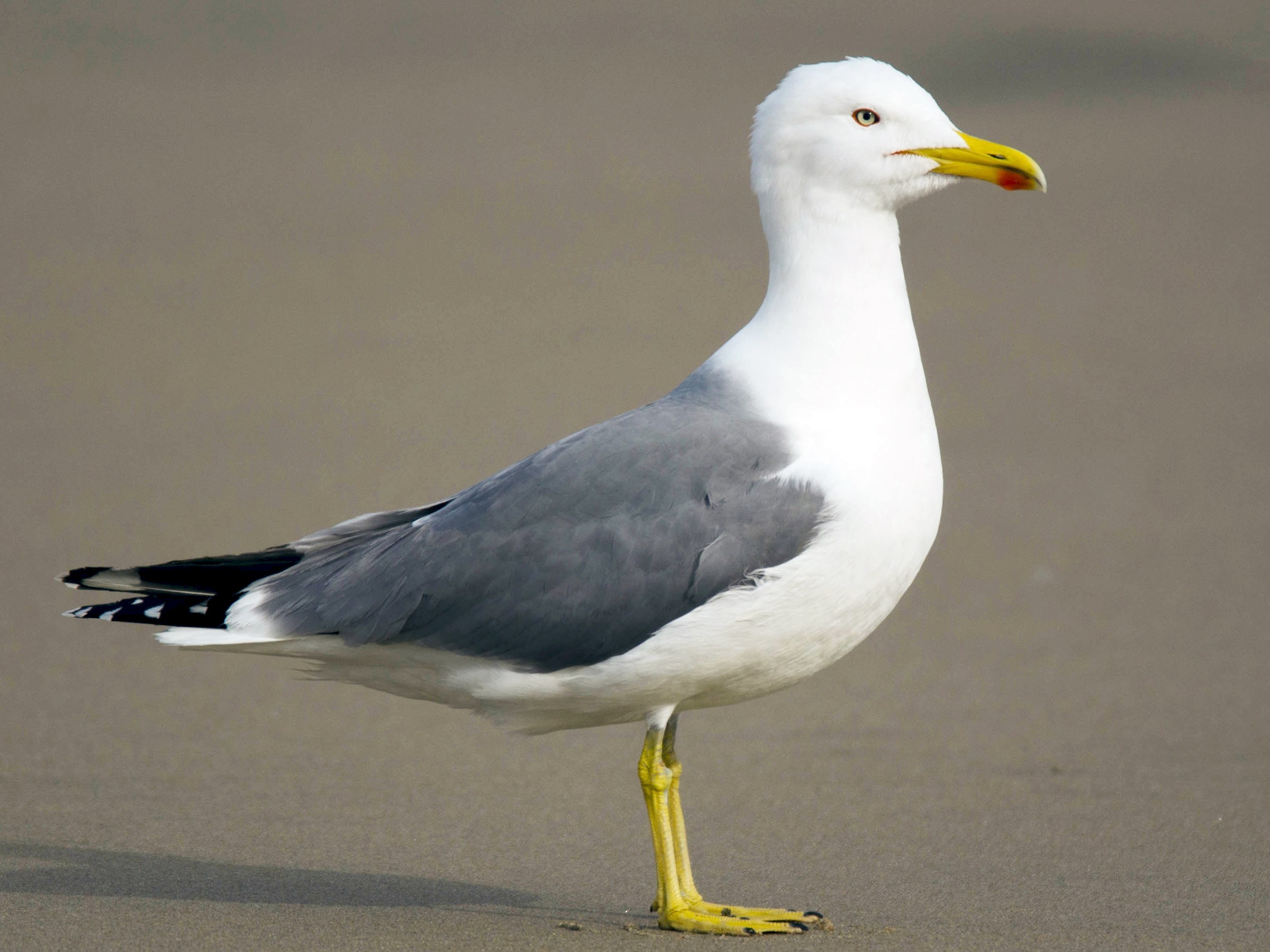 Виды чаек. Yellow legged Gull. Подвид чаек. Чайка разновидности.