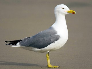  - Yellow-legged Gull