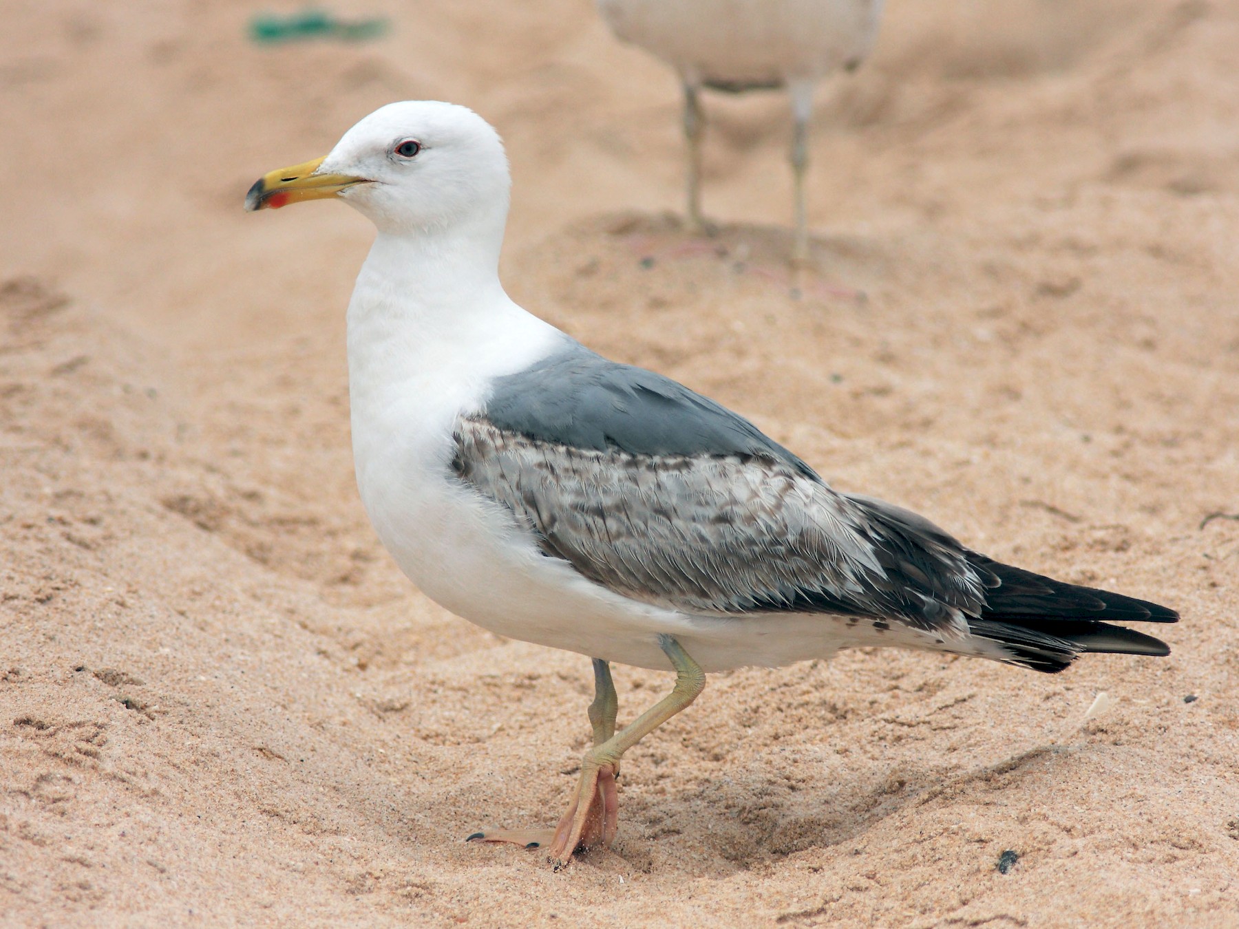 Yellow-legged Gull - Ray Scally