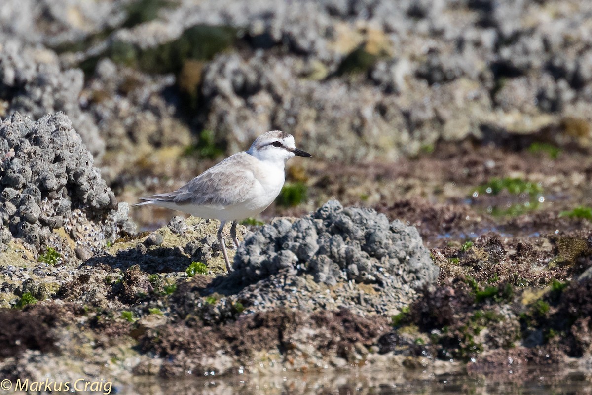 White-fronted Plover - ML44945351