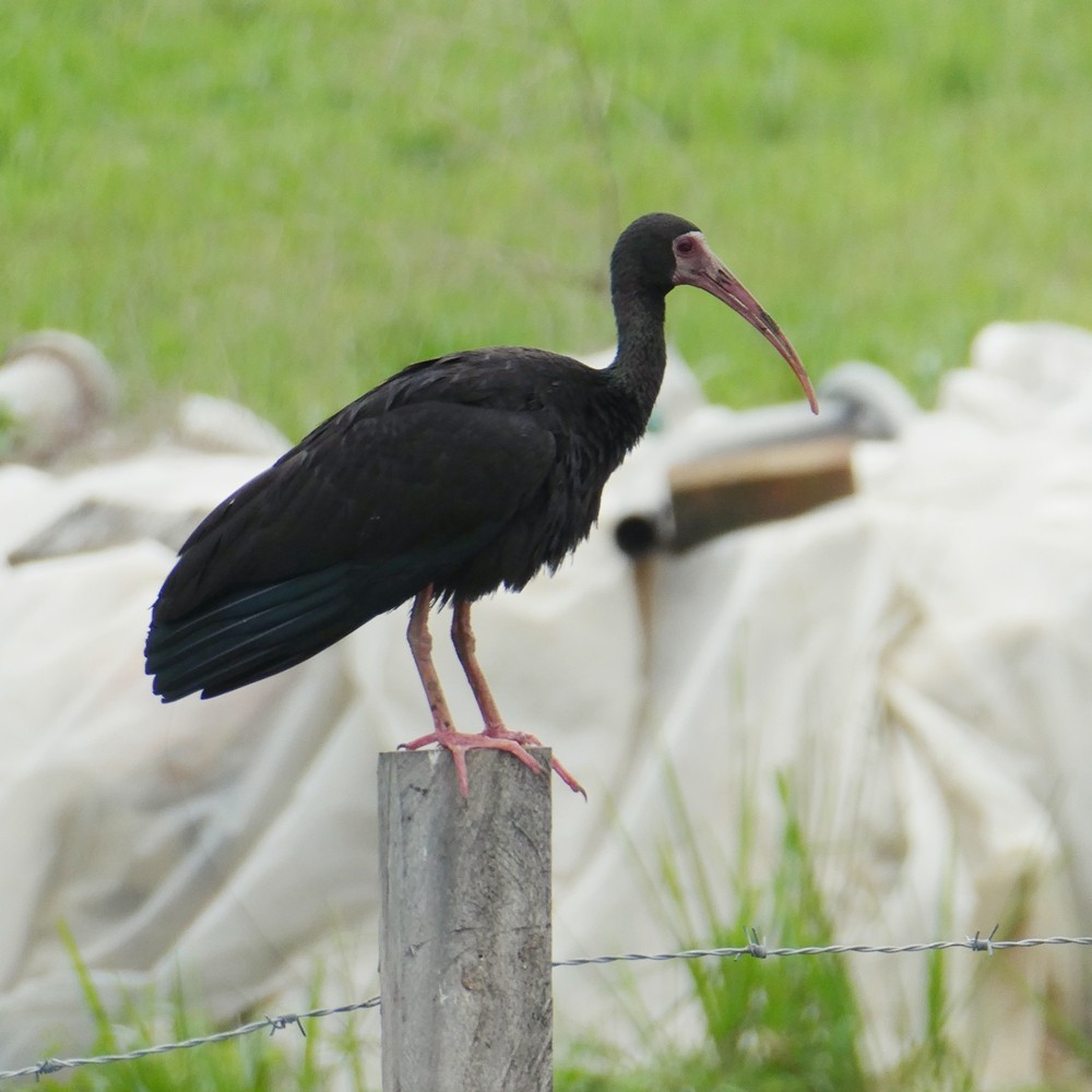 ibis tmavý - ML449453911