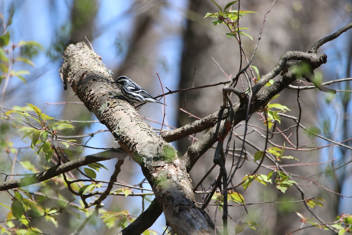 Black-and-white Warbler - ML449460291