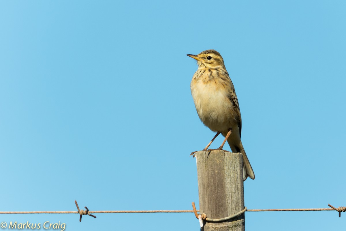 African Pipit (African) - ML44946231