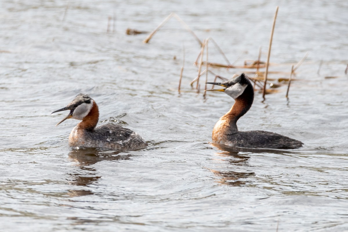 Red-necked Grebe - ML449462481