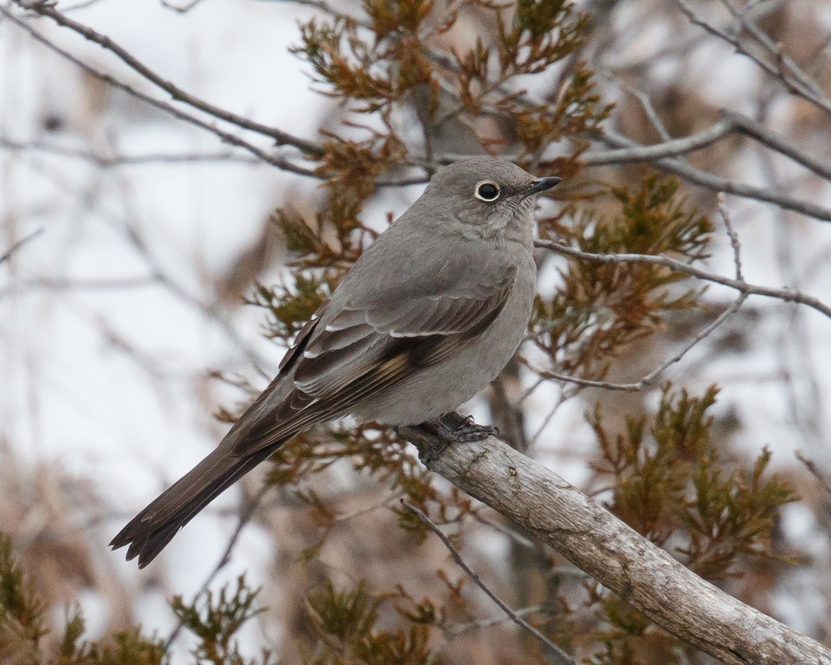 Townsend's Solitaire - Jeff Stacey